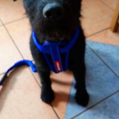 mister