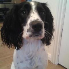 Dixy