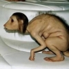 RichTheGill