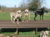 Greydog